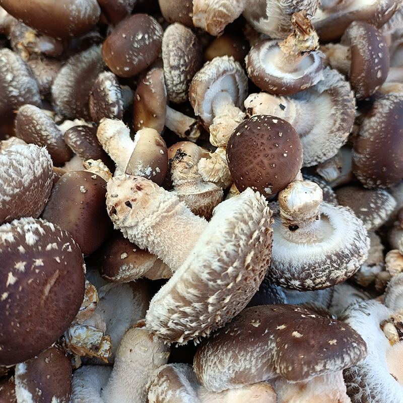 It's been a lot of processing for two pairs of shears of mushrooms, singles of mushrooms, dry and wet.