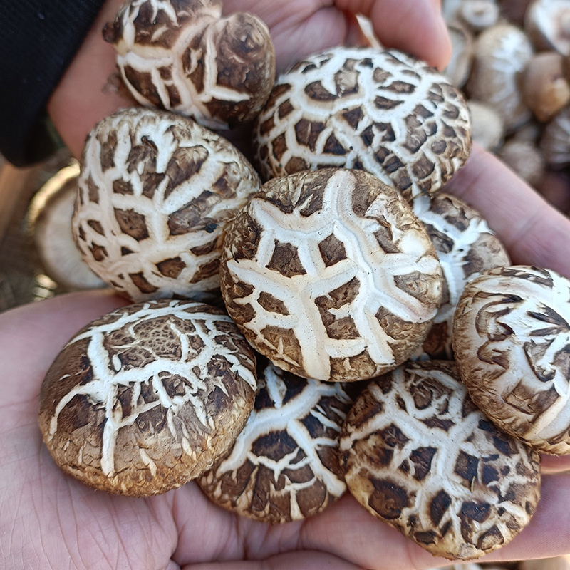 Henan Tut's dry mushrooms, full specifications, gift mushrooms, export grade, 500g.