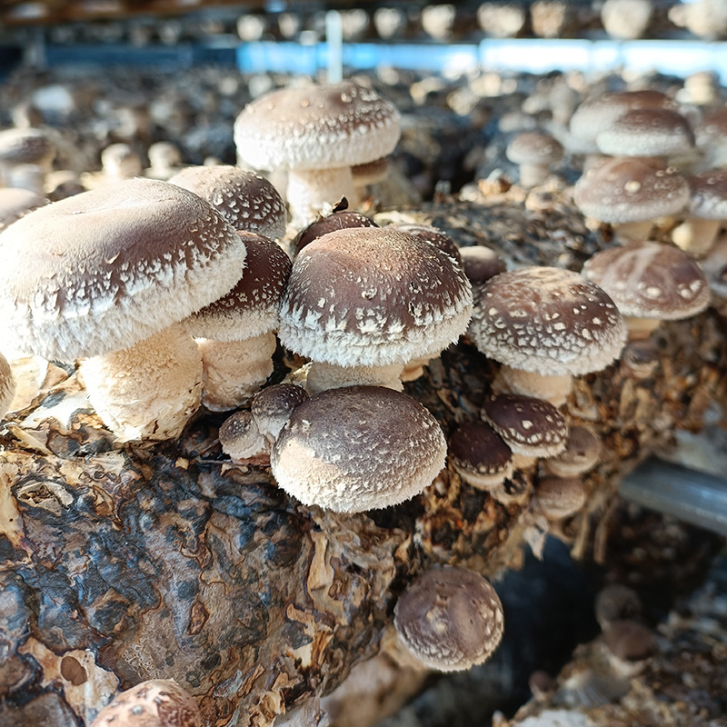 Henan Tut's dry mushrooms, full specifications, gift mushrooms, export grade, 500g.