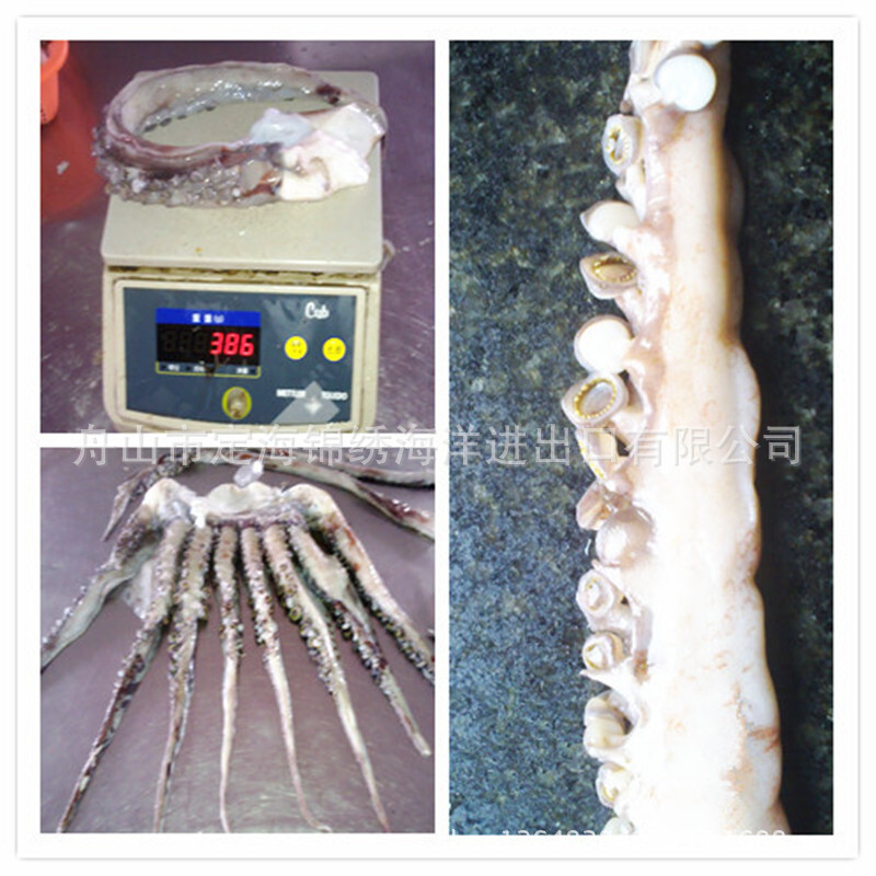 Peruvian Squid 머리, 각종 명세, Squid 콧수염/톱 종류, 즉시 배급을 위한 언 해산물.