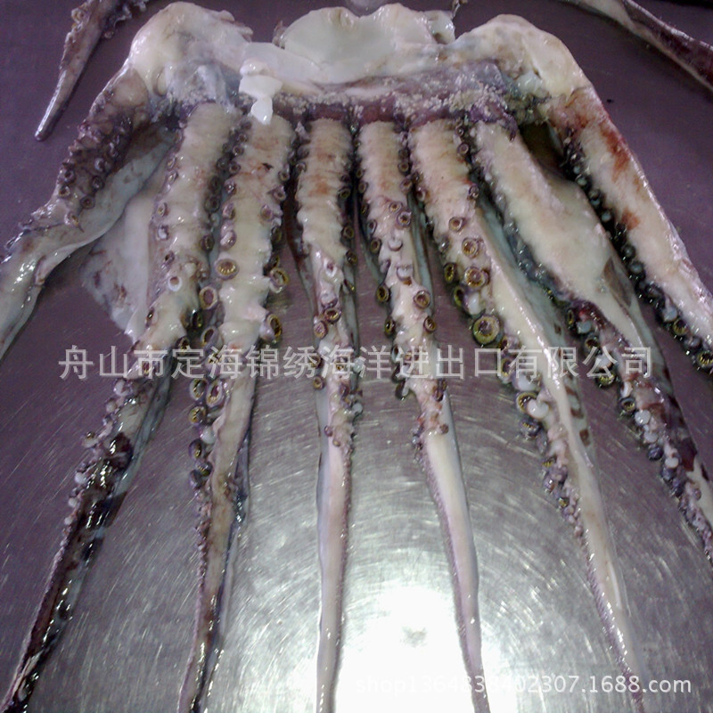 Peruvian Squid 머리, 각종 명세, Squid 콧수염/톱 종류, 즉시 배급을 위한 언 해산물.