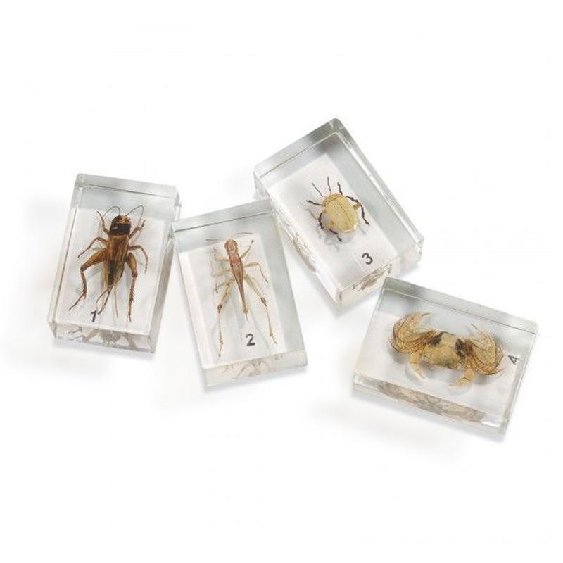 에메랄드 Embezzled Insect Specimens 종이의 가르침 발표