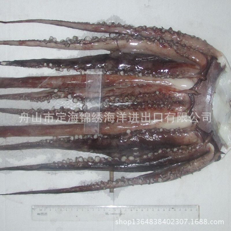 Peruvian Squid 머리, 각종 명세, Squid 콧수염/톱 종류, 즉시 배급을 위한 언 해산물.