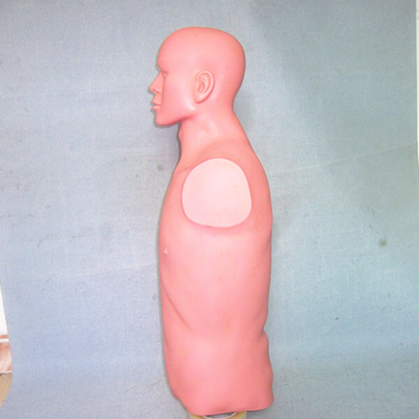 Human medicine teaching model semi-dry model imitates body-dry skin to the skin.