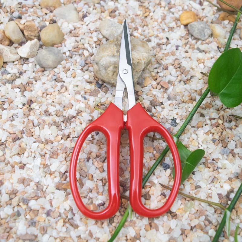 Trái cây bơ cam chọn trái hiếm, cắt sâu bọ, công cụ kéo vườn