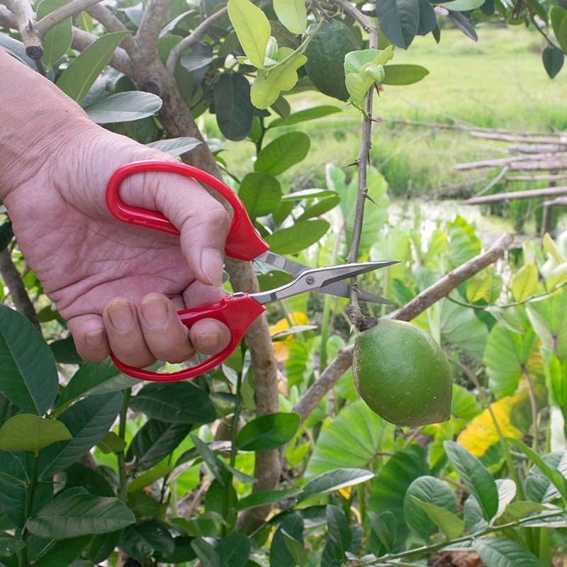 Trái cây bơ cam chọn trái hiếm, cắt sâu bọ, công cụ kéo vườn