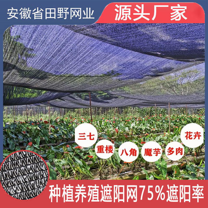 75 phần trăm của tất cả các kem chống nắng được bao phủ bởi một mặt trời đen dày 4 inch được sử dụng bởi nhà máy sản xuất dâu tây rộng lớn của cây