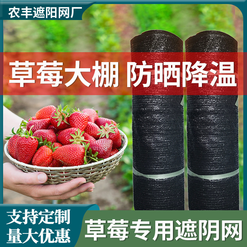 75 phần trăm của tất cả các kem chống nắng được bao phủ bởi một mặt trời đen dày 4 inch được sử dụng bởi nhà máy sản xuất dâu tây rộng lớn của cây