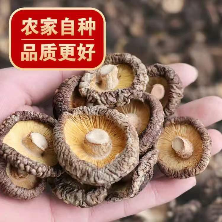 Một lô hàng mới 500g nấm khô và 500g nấm sống.
