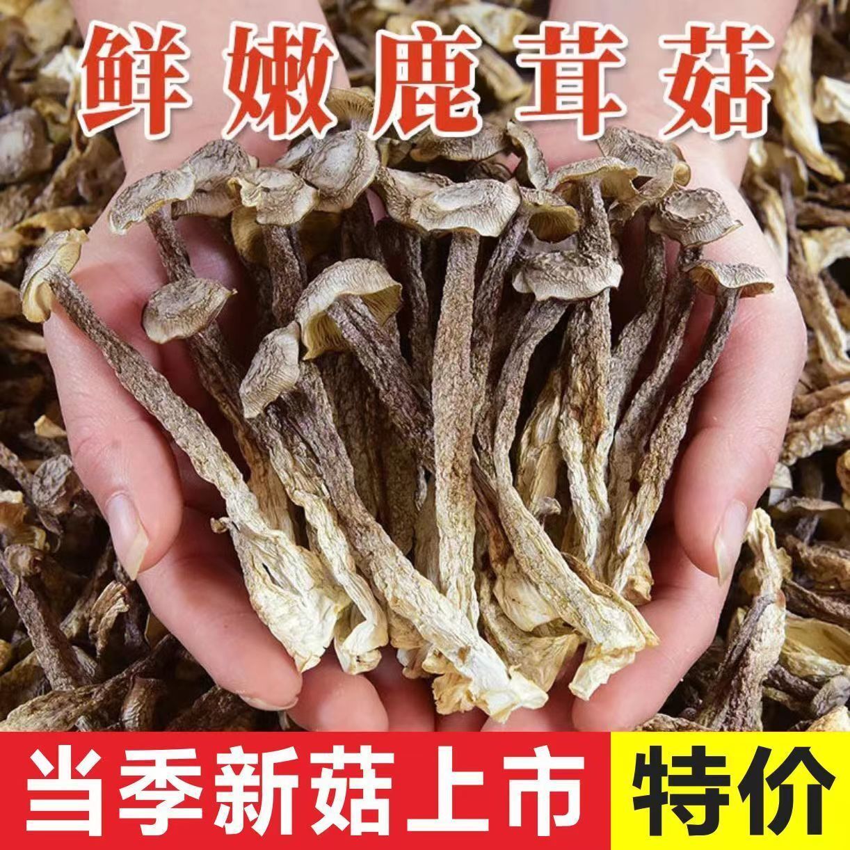 Giá bán trực tiếp cho nấm hươu không có nấm lưu huỳnh mà không thêm vào sản xuất.