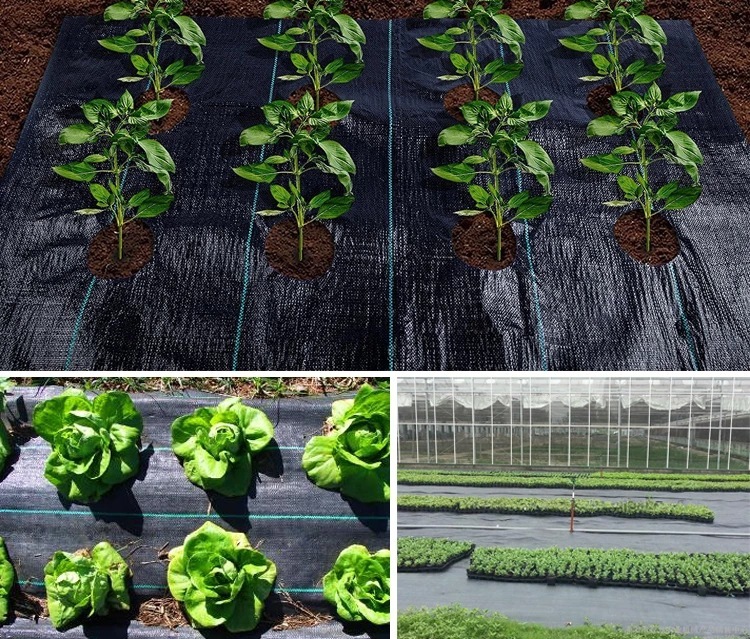 Cần sa cao cấp, có máu mặt đất, dệt vải, linh hồn-Sul-Sul-Sul-Sul-Sul-Sul-Sul-Sul-Sul-Sul-Sul.