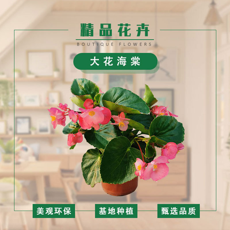 Một chậu hoa lớn đã được thiết lập trong nhiều mùa.