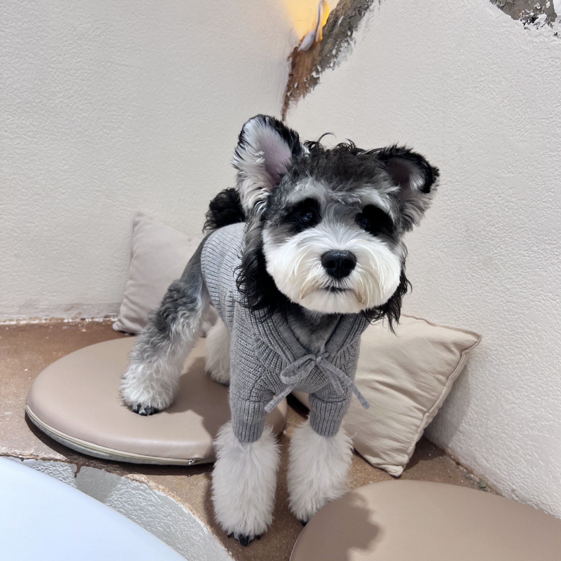 Quần áo của con chó, bộ đồ mùa thu và bộ lông thú mùa đông, áo khoác của Chenary Teddy, bộ đồ thú cưng Teddy Kirket.