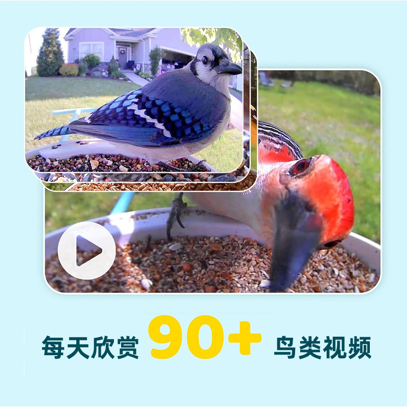 亞馬遜戶外喂鳥器手機看鳥intelligent bird feeder with camera