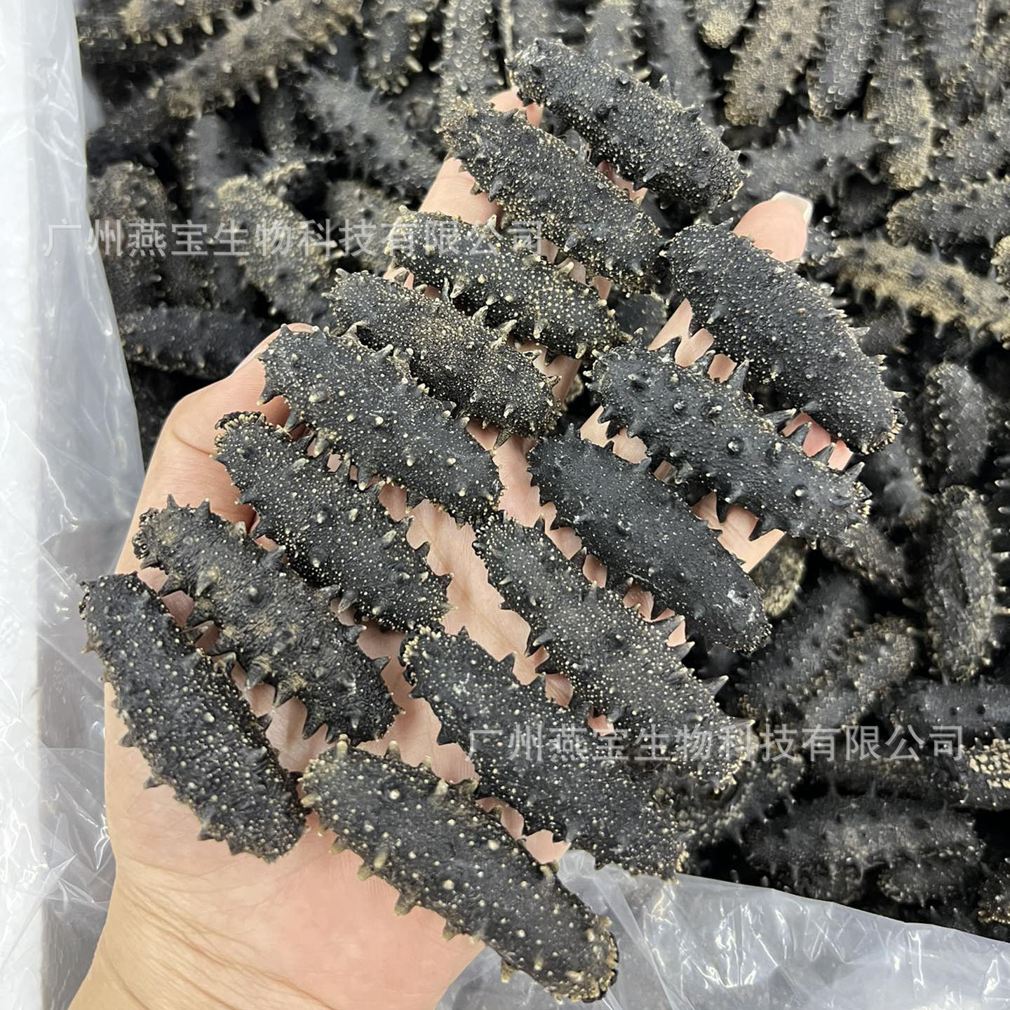 Đó là một phần tốt của dưa leo biển khô.