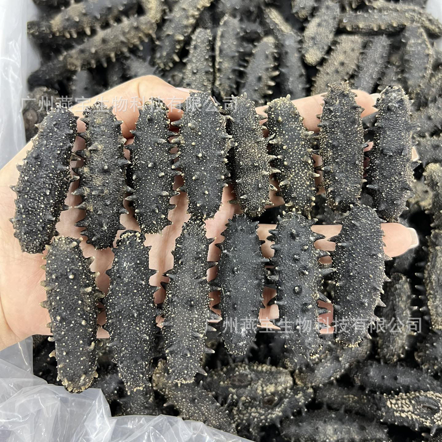 Đó là một phần tốt của dưa leo biển khô.
