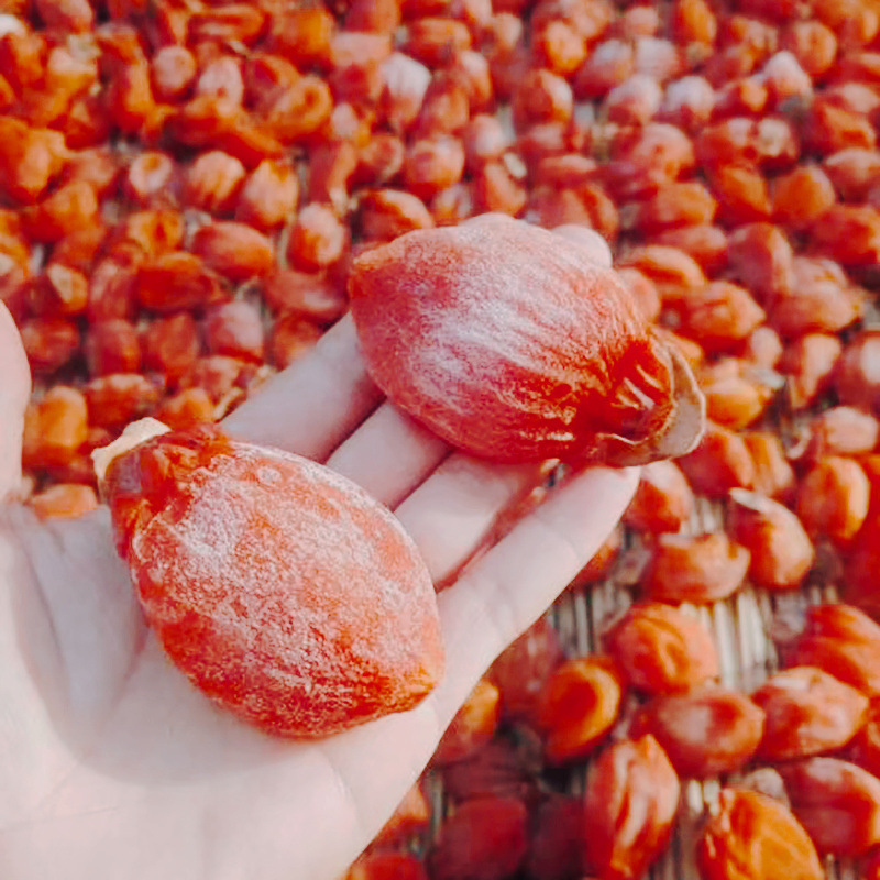 Korean-packed tomato cakes with a shivering erp erp-spring.