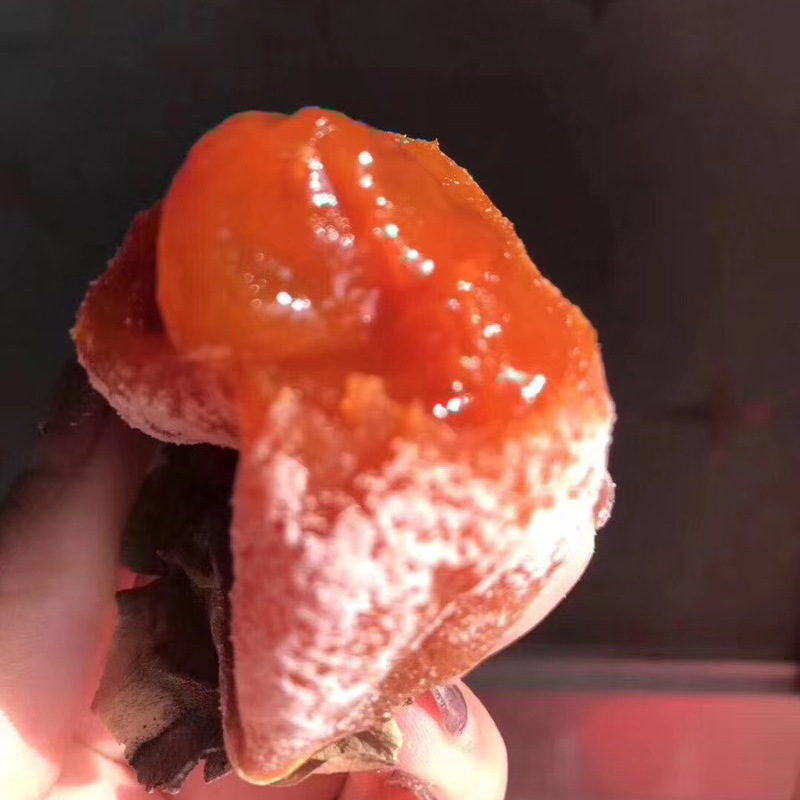 Korean-packed tomato cakes with a shivering erp erp-spring.