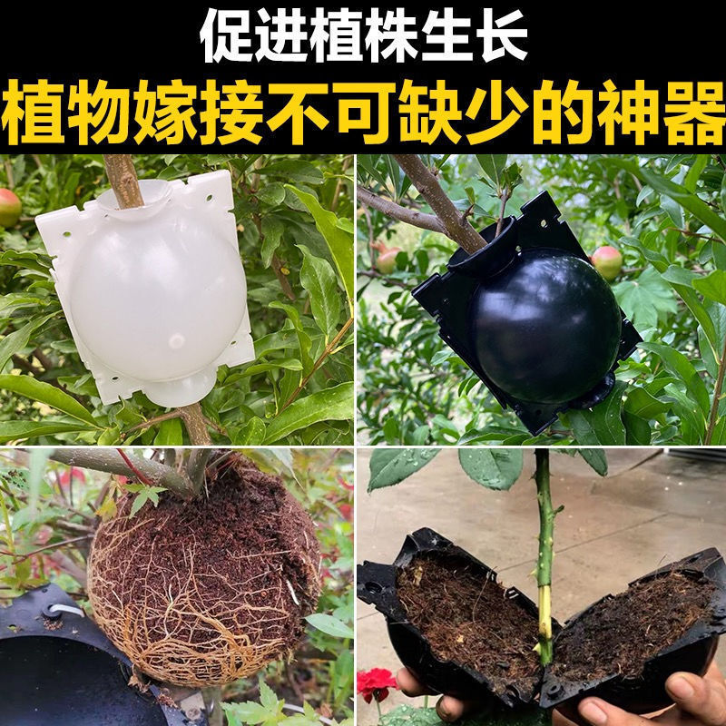 Một chiếc hộp sinh sản áp suất cao của cây với một người làm vườn bằng nhựa với một cây áp suất cao và một quả bóng rơm.
