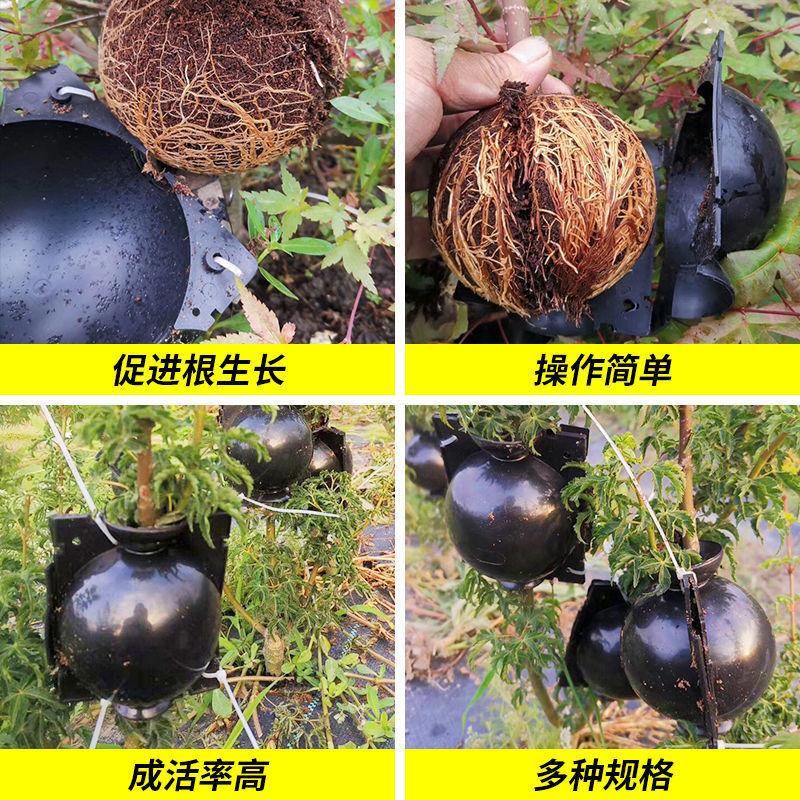 Hộp áp suất cao cây sinh sản áp lực cao để hộp gốc áp lực cao kiểm soát bồn tắm dây rộng