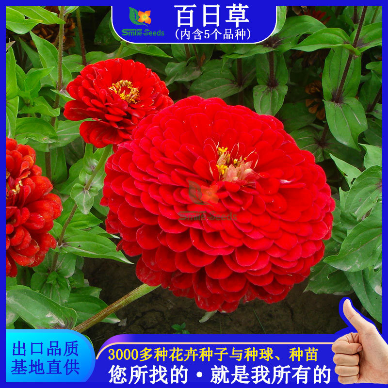 The 100-day sungrass balconies 프로젝트 greens the fireball bouquet 꽃다발 꽃다발에 대한 chrysanthes