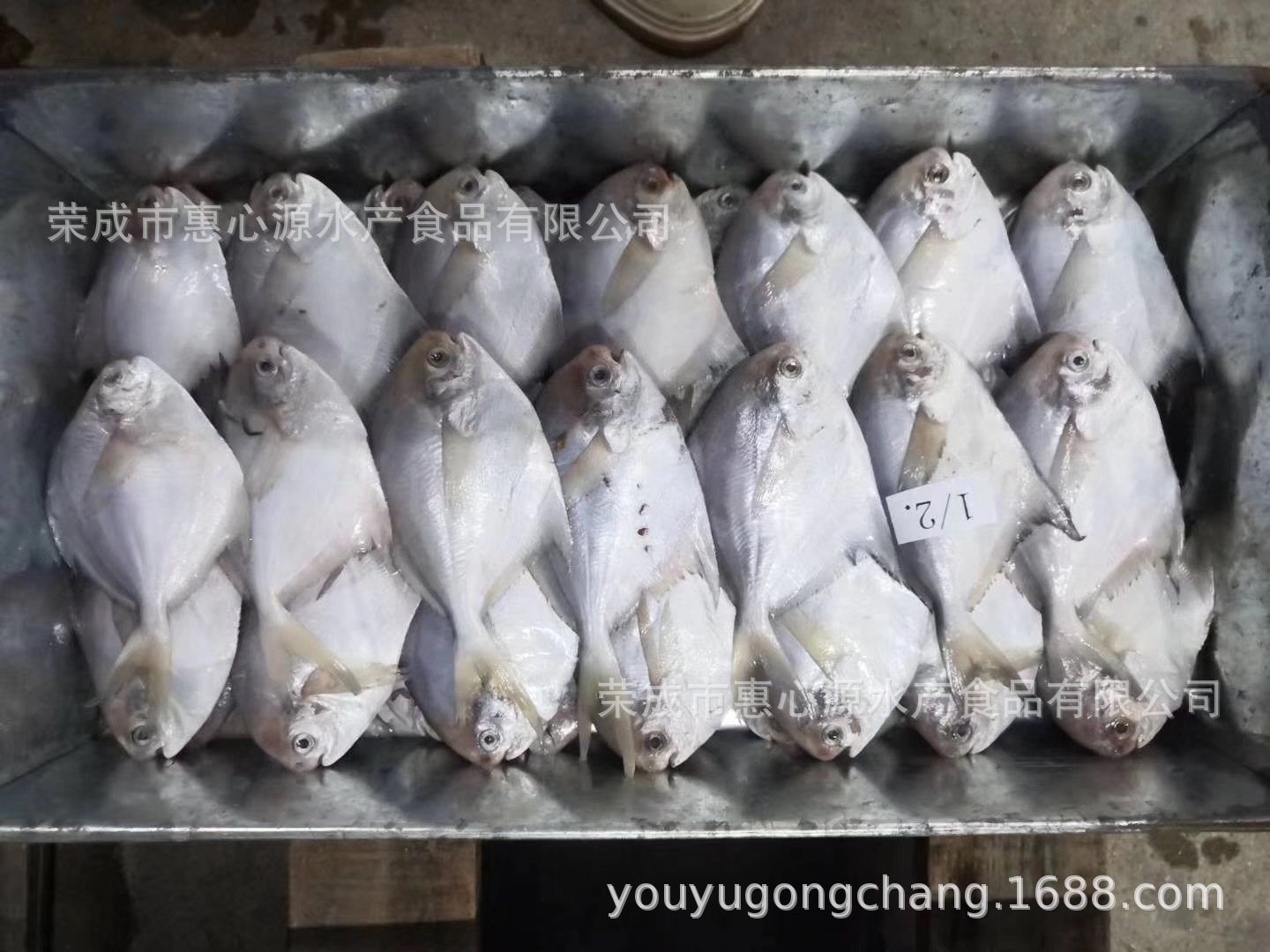 Cá biển Đan Đông, đông lạnh và tươi, sống hoang dã, cá bạc, cá trắng và cá ăn trên khắp đại dương.