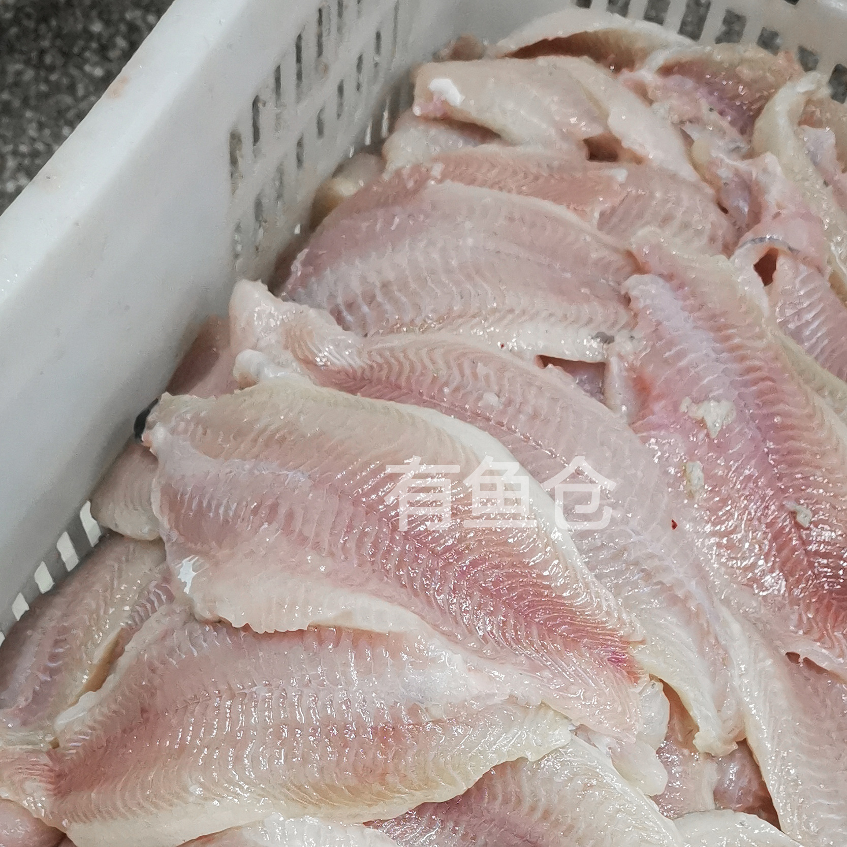 Toàn bộ xuất khẩu cá đông lạnh, mang cá thương mại, cá không thịt cá, không xương.