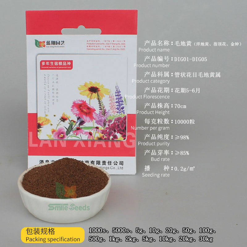 Hạt giống vàng Mauric, ngón tay vàng, bốn mùa chuông vàng, trồng hoa bên ngoài vườn.