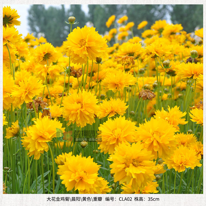 ♪ Một bông hoa với một hạt cúc vàng