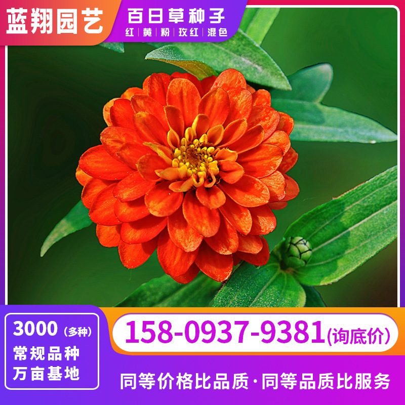 The 100-day grass seed plant outside the wholesale room of the cold-dwelling garden greens four seasons of flowers and seeds.