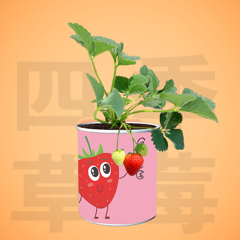 Những hạt dâu bốn mùa có thể là một món quà sáng tạo sống động.