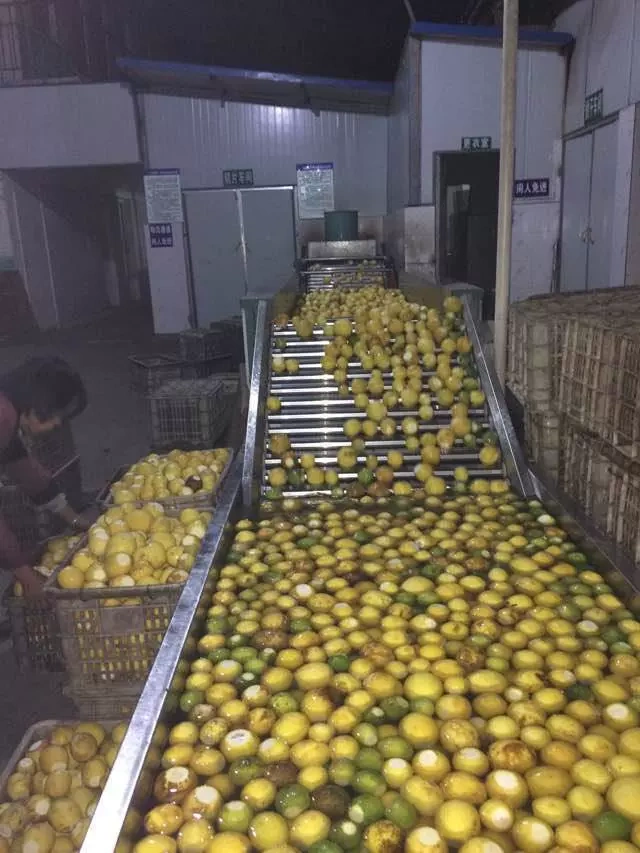 An Yu County Chang Lemon Limited