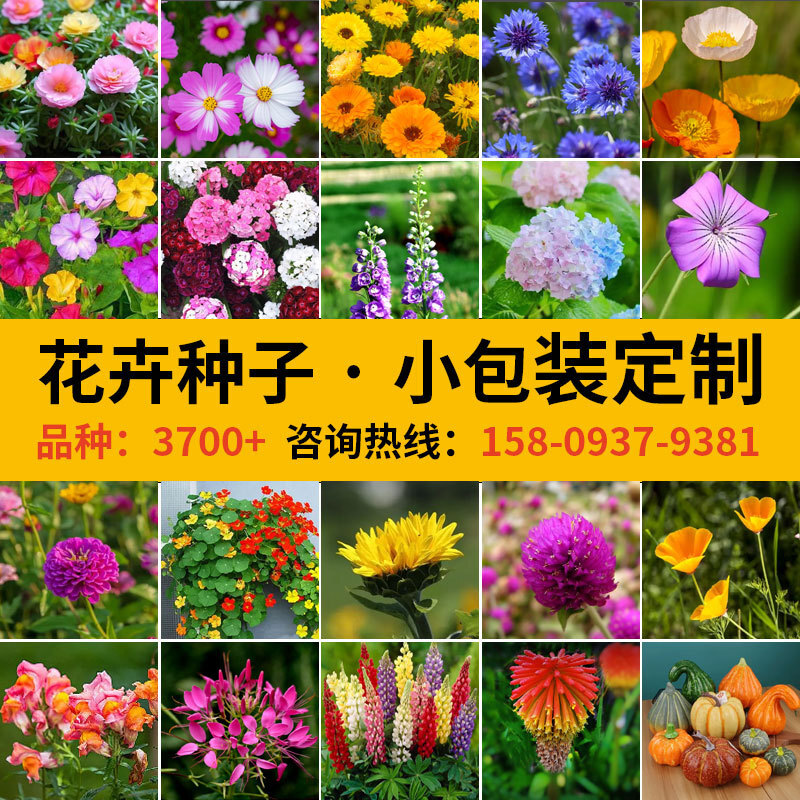 일반적인 e-home horticultural씨의 4개의 시즌은 국내씨의 작은 포장에서 씨를 정원으로 덮습니다