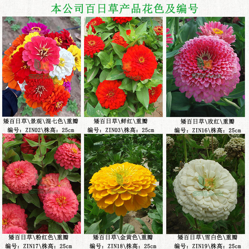 พืชหญ้า 100 วัน อยู่นอกห้องพักขนาดใหญ่ของสวนเย็น สีเขียว 4 ฤดูของดอกไม้และเมล็ด