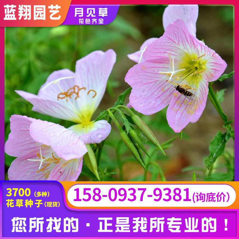 Hạt giống mặt trăng tiết ra mật màu xanh lá cây hạt giống của hạt nội tiết tố hóc môn tố cho hạt giống chung của hoa.