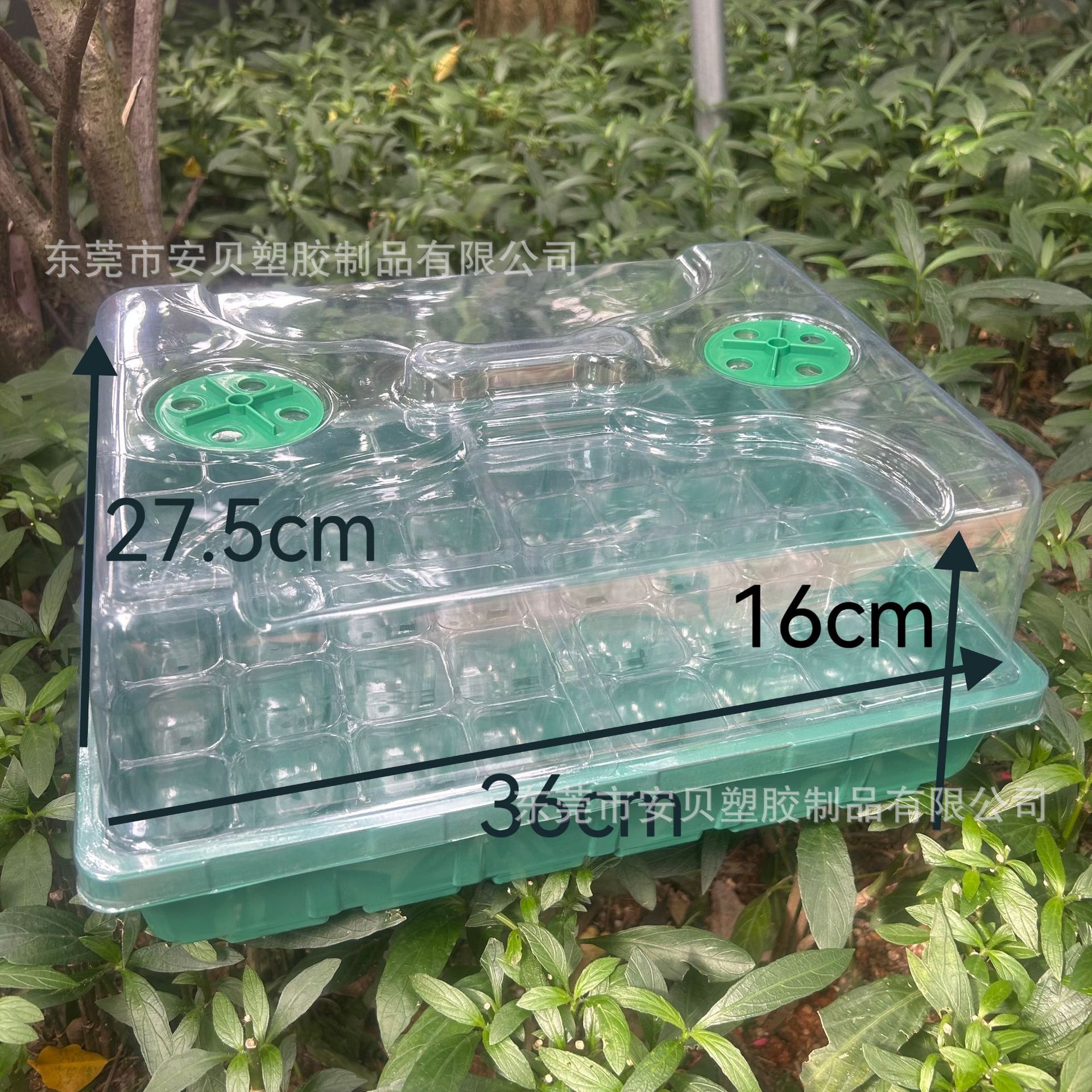 Một cái lỗ 24 lỗ chứa 48 lỗ ghép tuyến tụy trong một hộp sản sinh trái cây đa nhánh