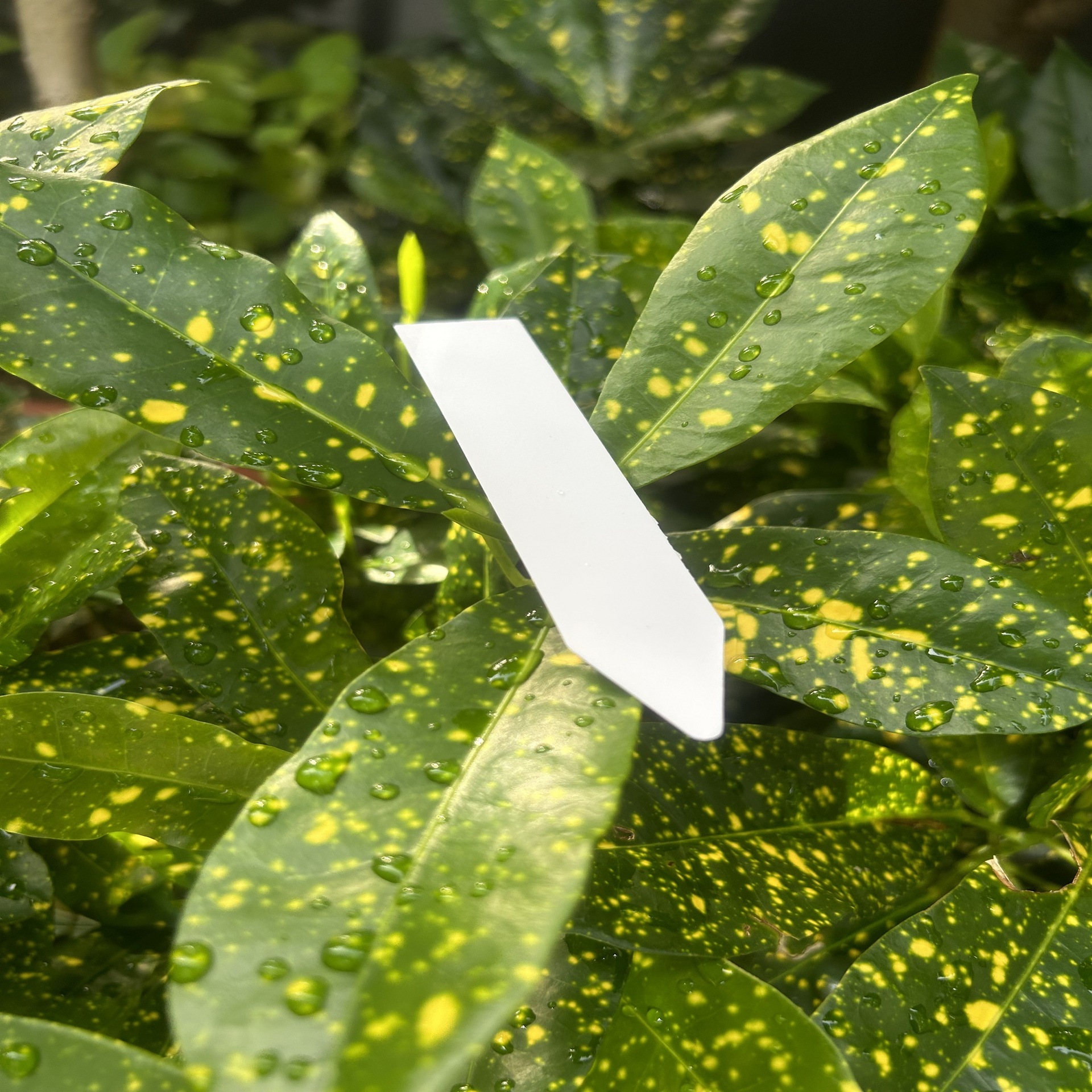 Nhãn nhựa PVC hoa làm vườn cho nhãn vườn hoa Amazon