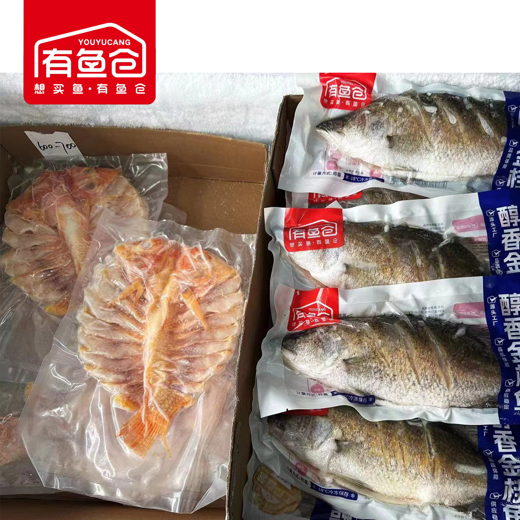 ♪ Quay trở lại cầu vồng, phượng hoàng, ngôi sao đỏ, ngọc trai, cá trích đỏ, vòng cầu vồng, màu đỏ
