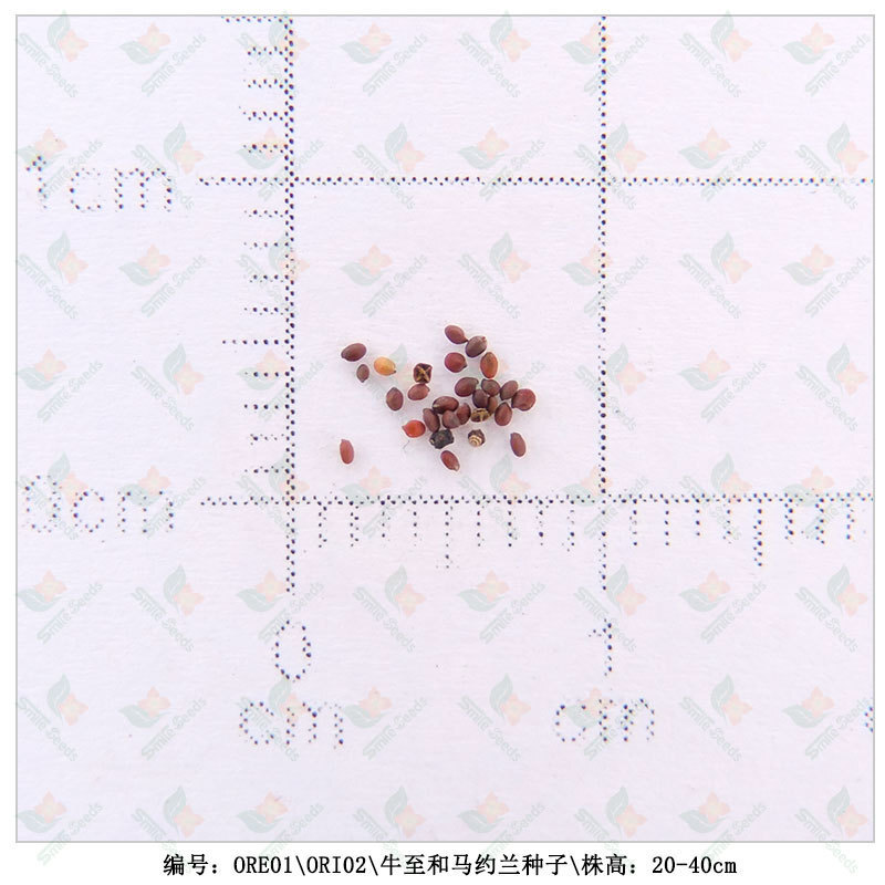 American Sweet Cow to Seed Project Green Landscape Garden, Greek cattle to seeds of fragrance pizza flower seeds
