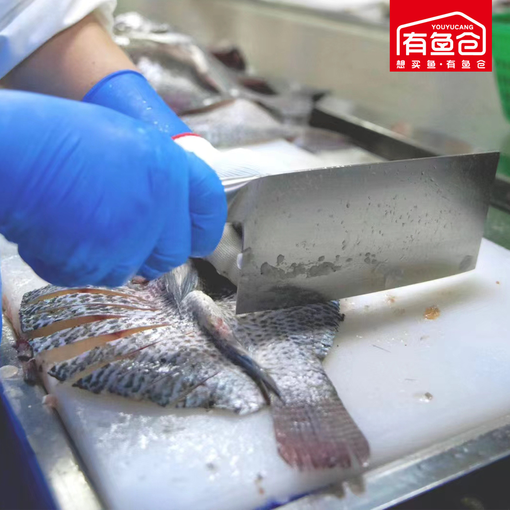 Cung! Fu đã đông lạnh con phượng hoàng, con hổ đen, và con phượng hoàng vàng đã được cung cấp với một con cá bán kết từ khách sạn.