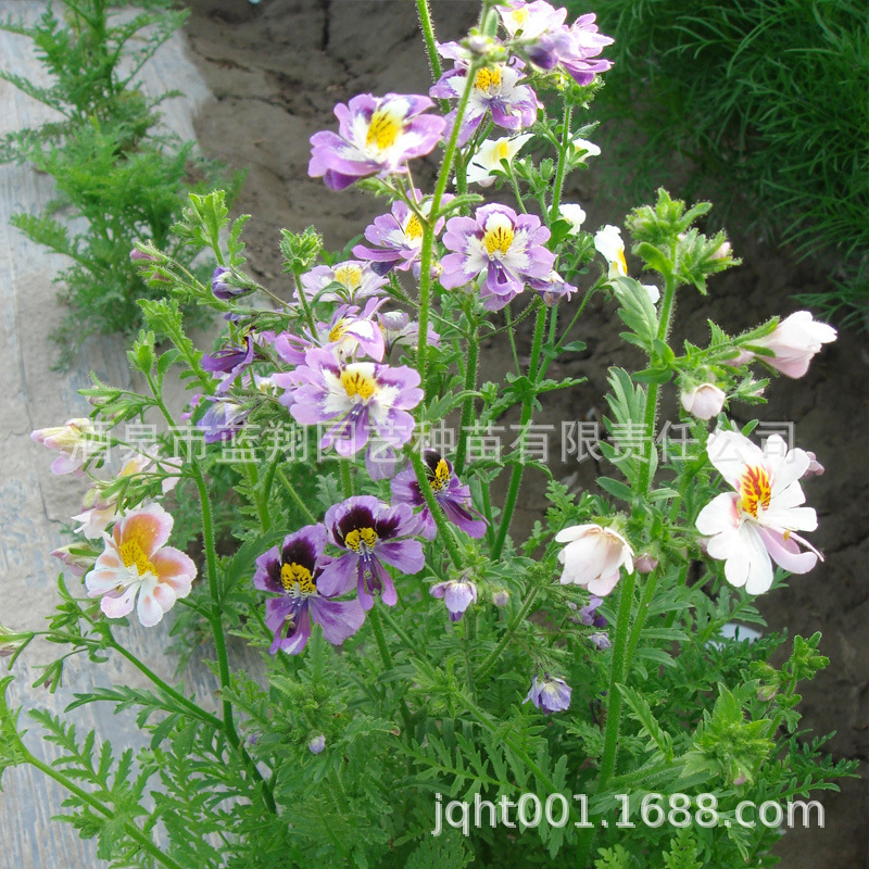 The flower seeds, the butterflies, the cut flowers, and the family garden seeds.
