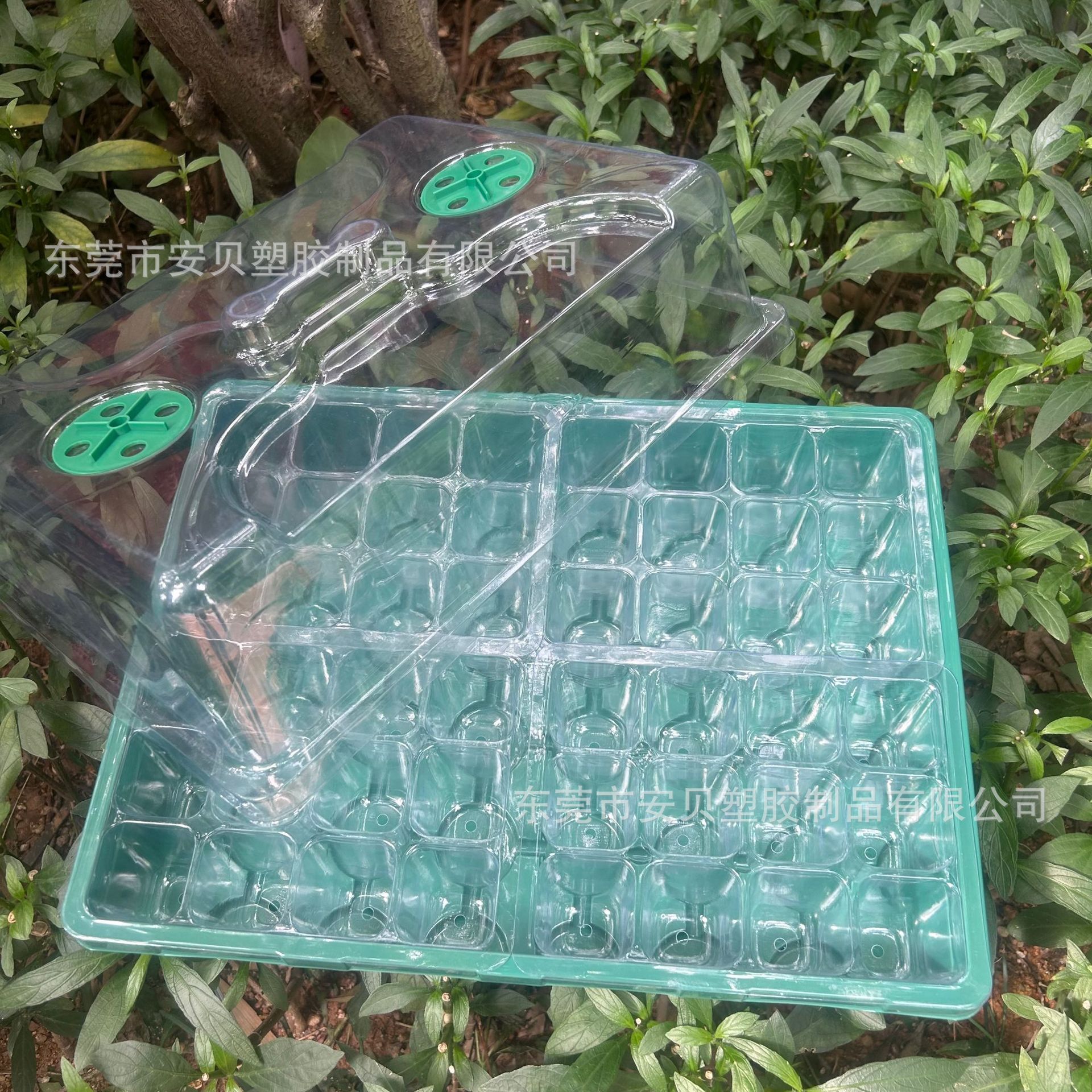 Một cái lỗ 24 lỗ chứa 48 lỗ ghép tuyến tụy trong một hộp sản sinh trái cây đa nhánh