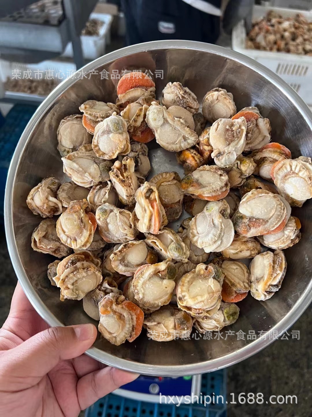 Máy hút bụi vỏ sò, tươi và sẵn sàng ăn.