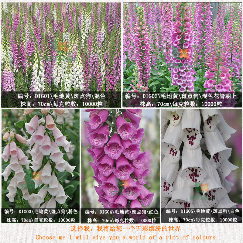 Hạt giống vàng Mauric, ngón tay vàng, bốn mùa chuông vàng, trồng hoa bên ngoài vườn.