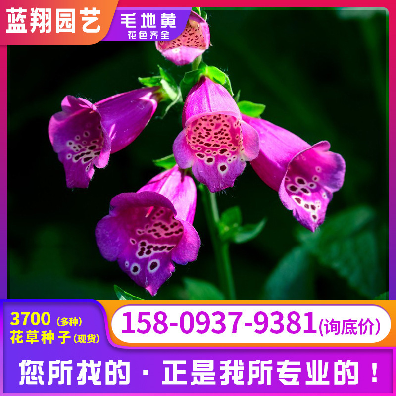 Hạt giống vàng Mauric, ngón tay vàng, bốn mùa chuông vàng, trồng hoa bên ngoài vườn.