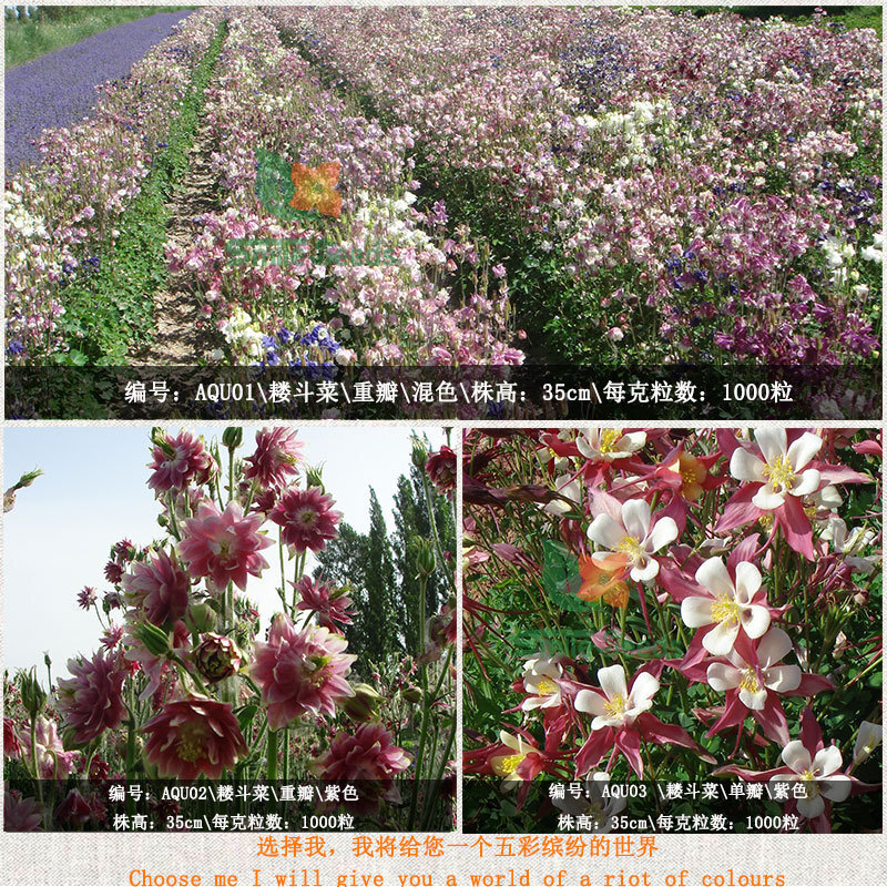 เมล็ดของกรงเล็บแมวลายคราม และเมล็ดของสุวรรณ และดอกไม้ที่ตัดดอกไม้