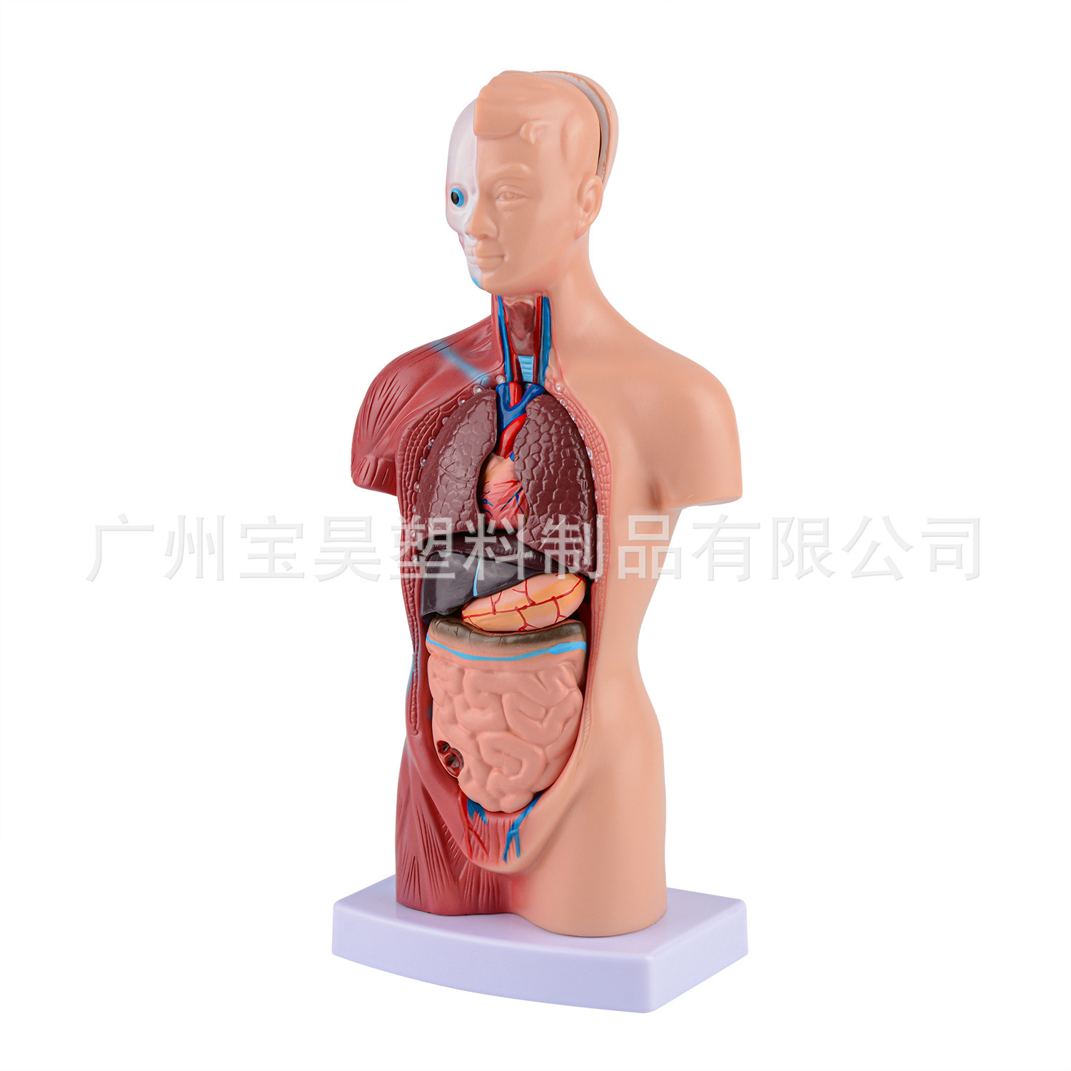 Một cơ thể người dạy mô hình cơ thể 28CM có thể phân tích mô hình cơ quan gốc của con người