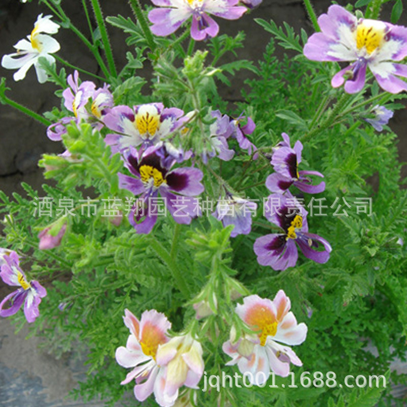 The flower seeds, the butterflies, the cut flowers, and the family garden seeds.