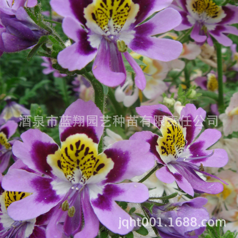 Hạt giống hoa, bướm, hoa cắt, và hạt giống vườn của gia đình.