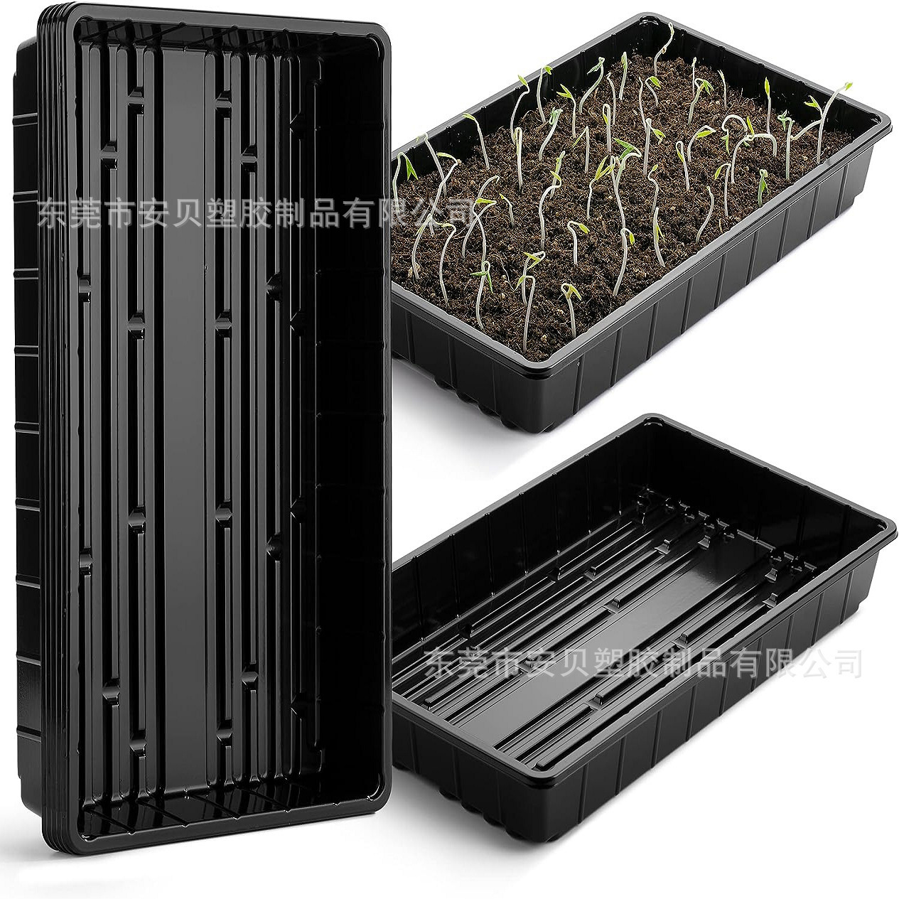 Rải 1020 tia gốc với những bông hoa đầy những khay đựng thịt với những hạt nhựa.